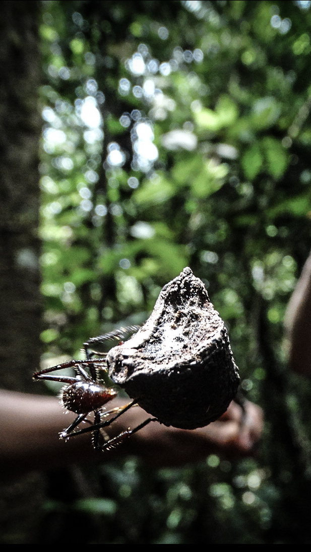ant cropped